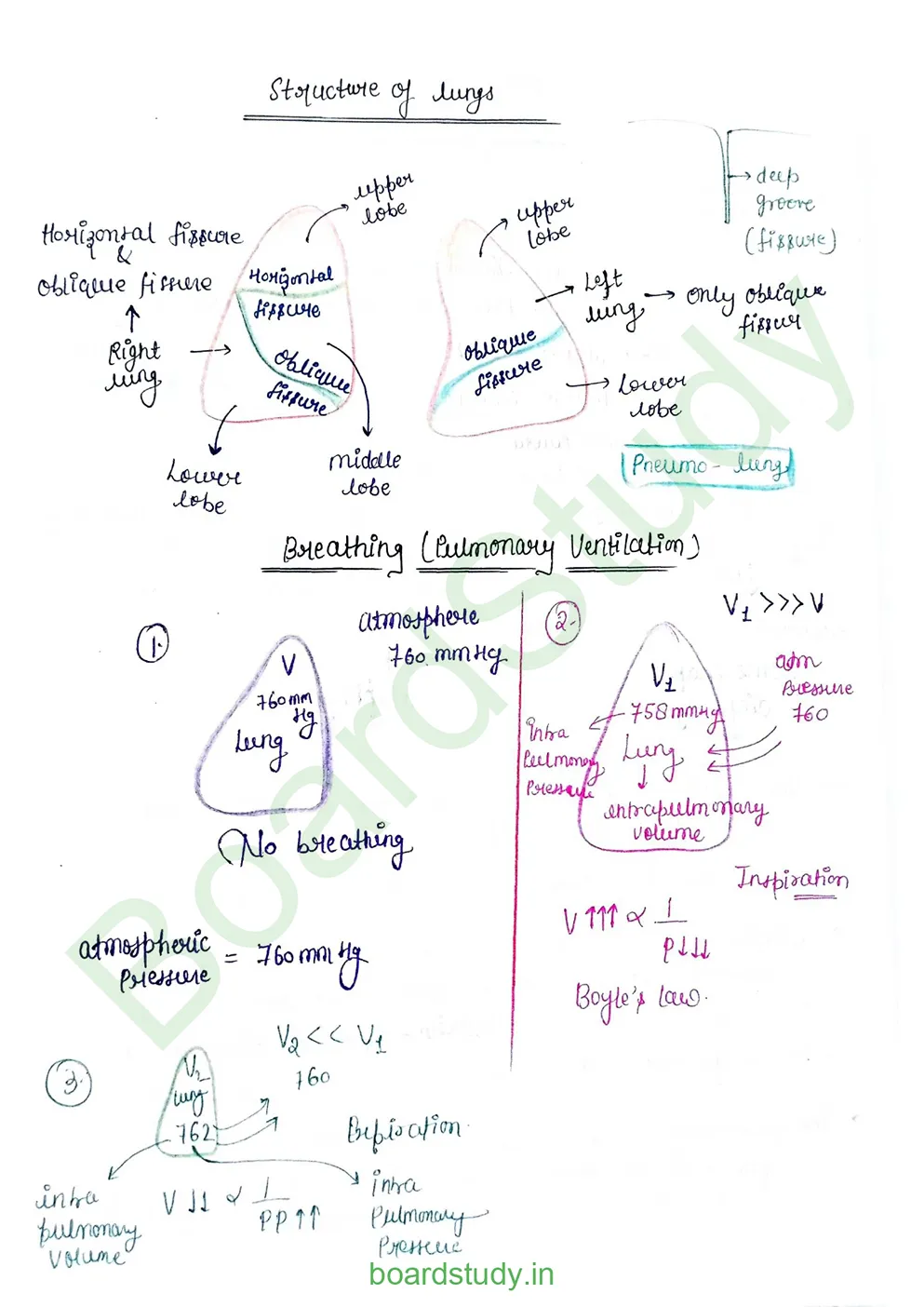 breathing & exchange of gases_page-0015