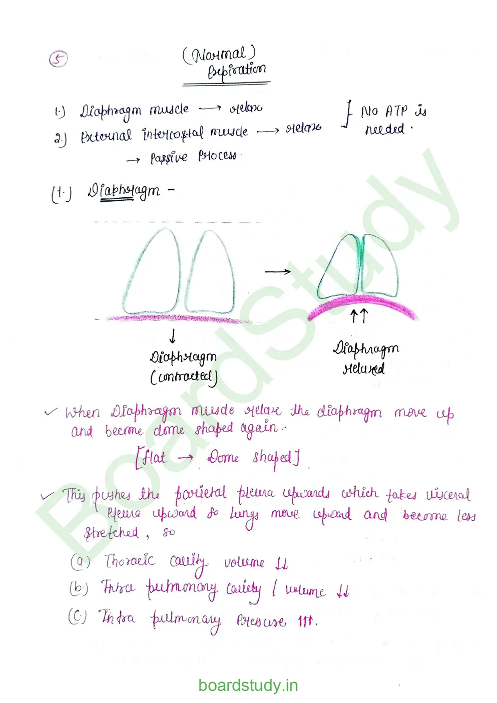 breathing & exchange of gases_page-0018