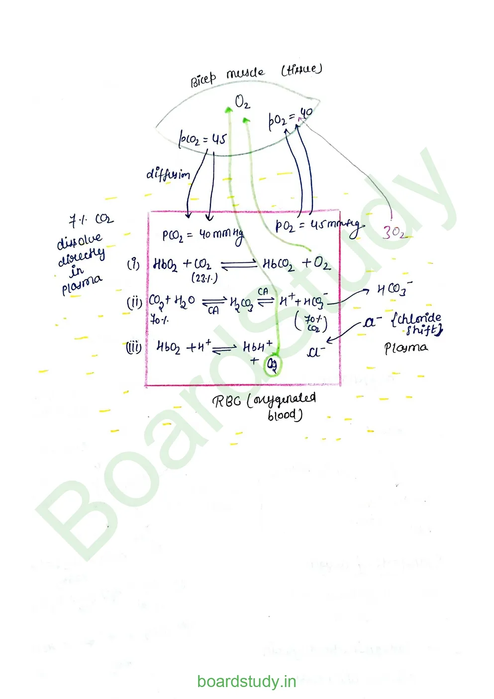 breathing & exchange of gases_page-0040