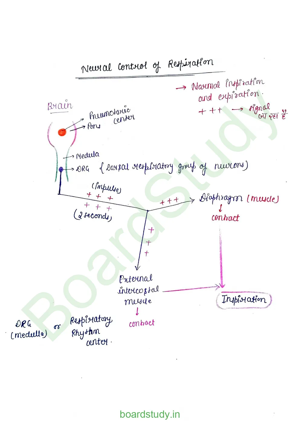 breathing & exchange of gases_page-0046