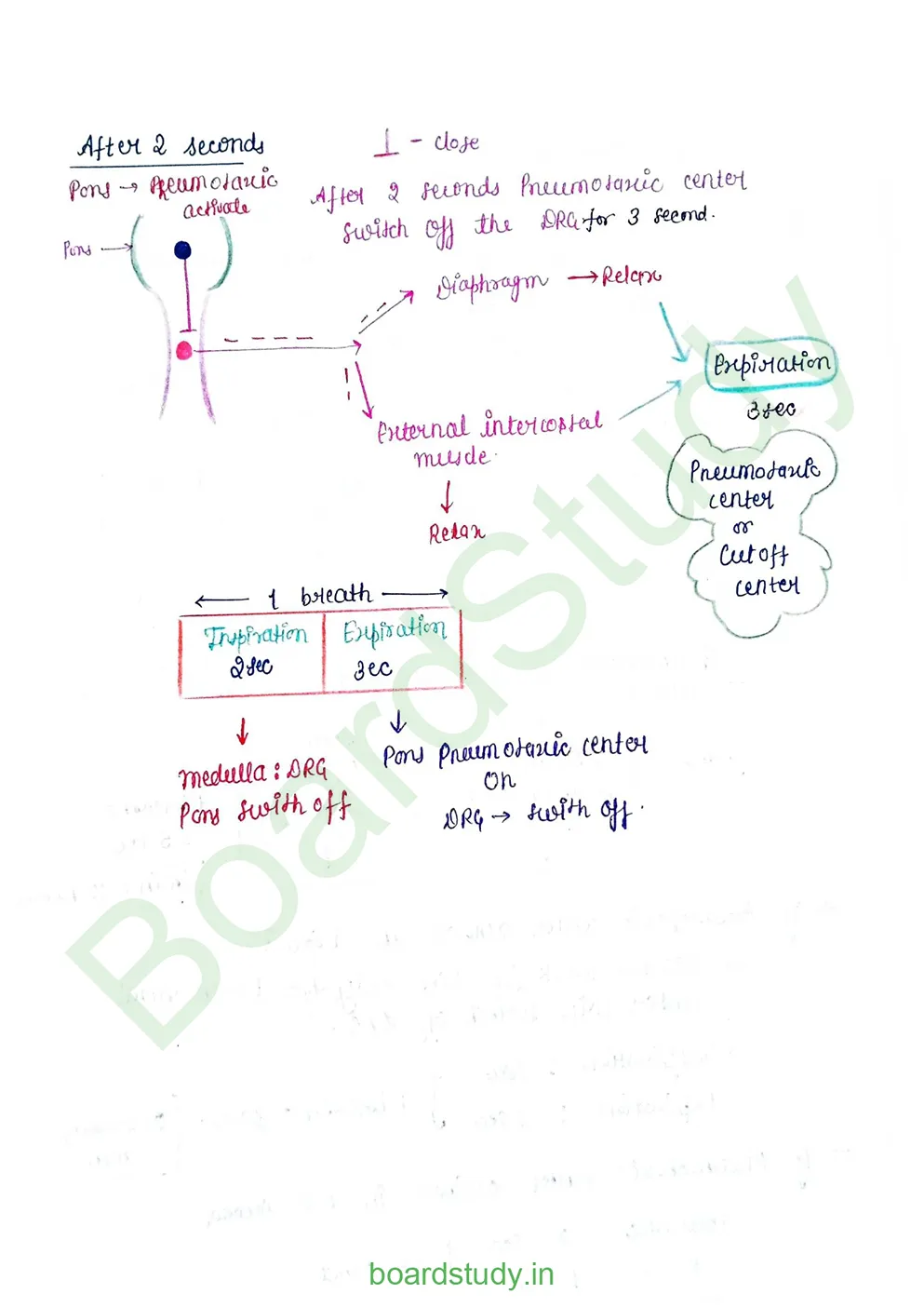 breathing & exchange of gases_page-0047