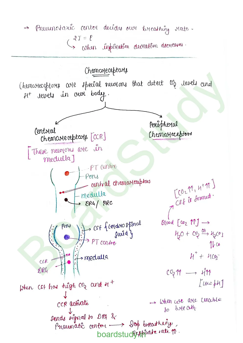breathing & exchange of gases_page-0049