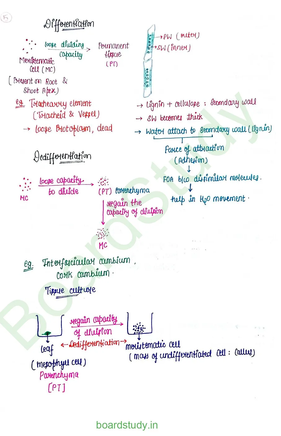 plant growth and developments_page-0013