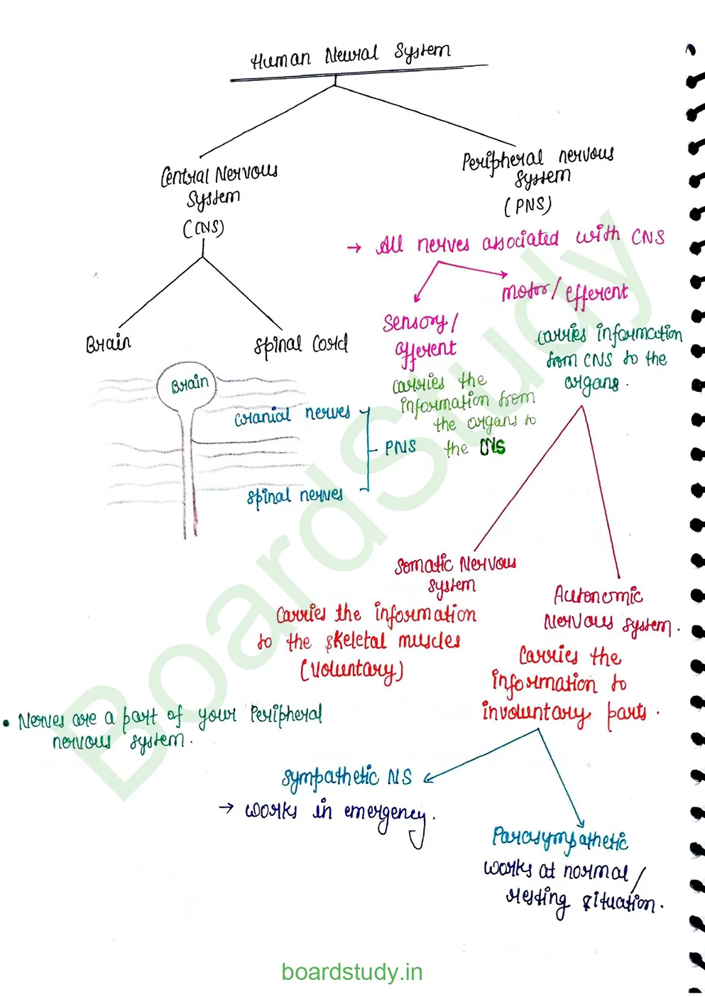Neural Control and Coordination Notes_page-0002