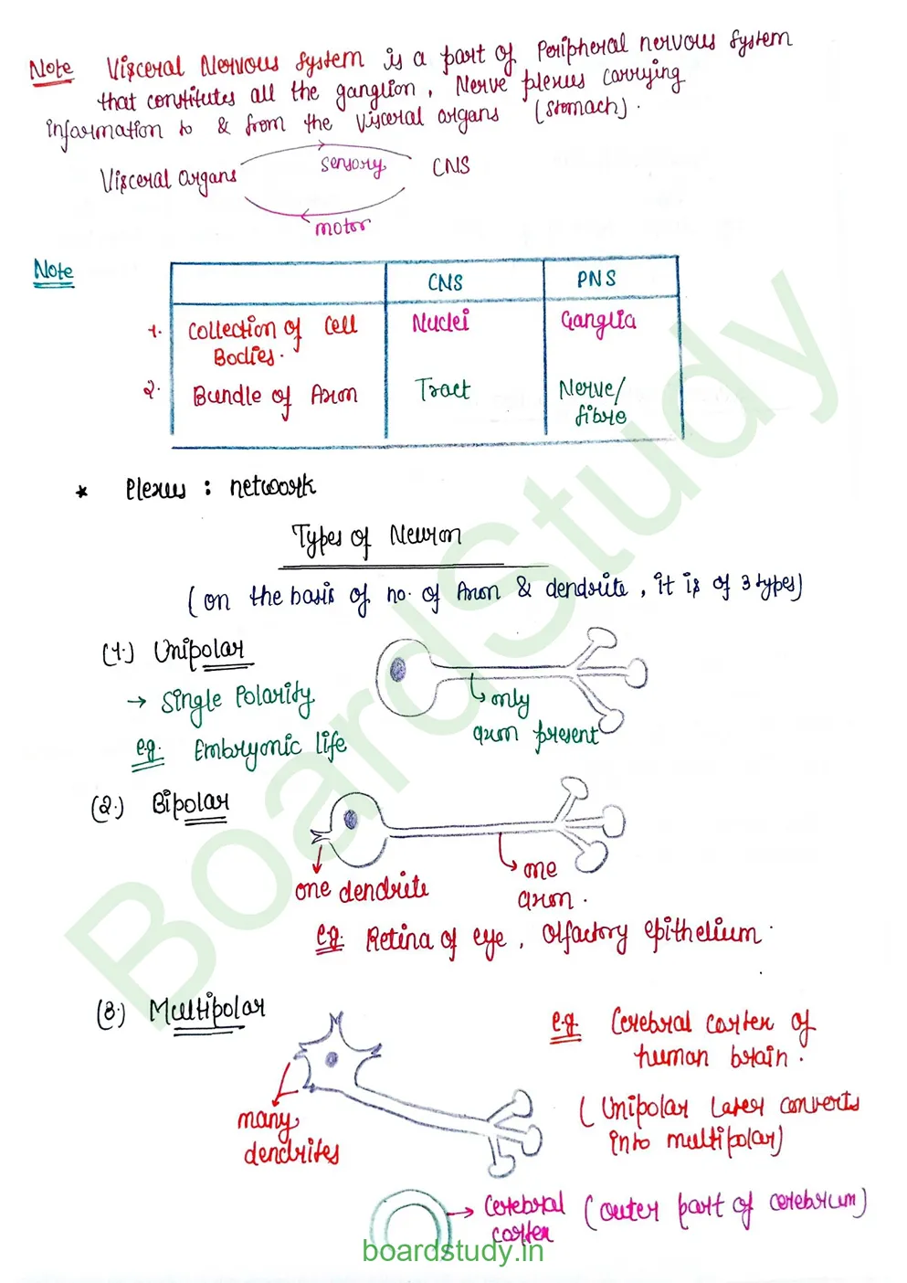 Neural Control and Coordination Notes_page-0003
