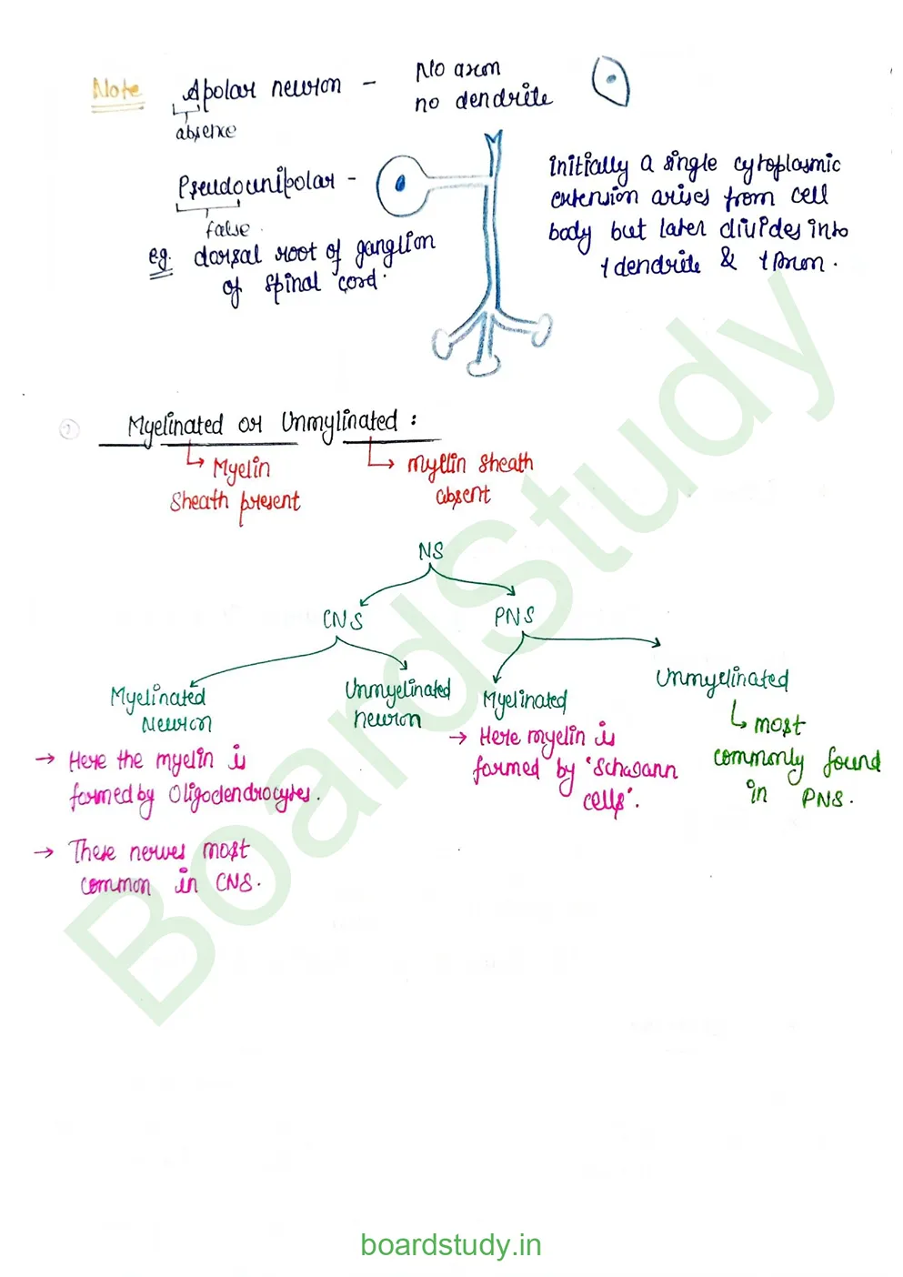 Neural Control and Coordination Notes_page-0004
