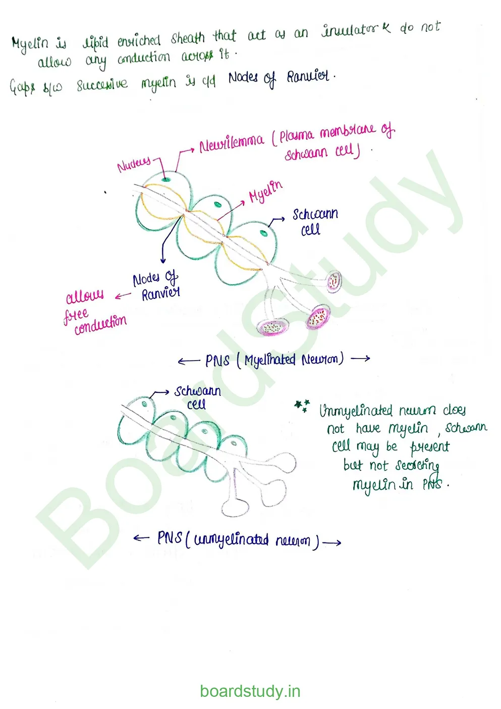 Neural Control and Coordination Notes_page-0005