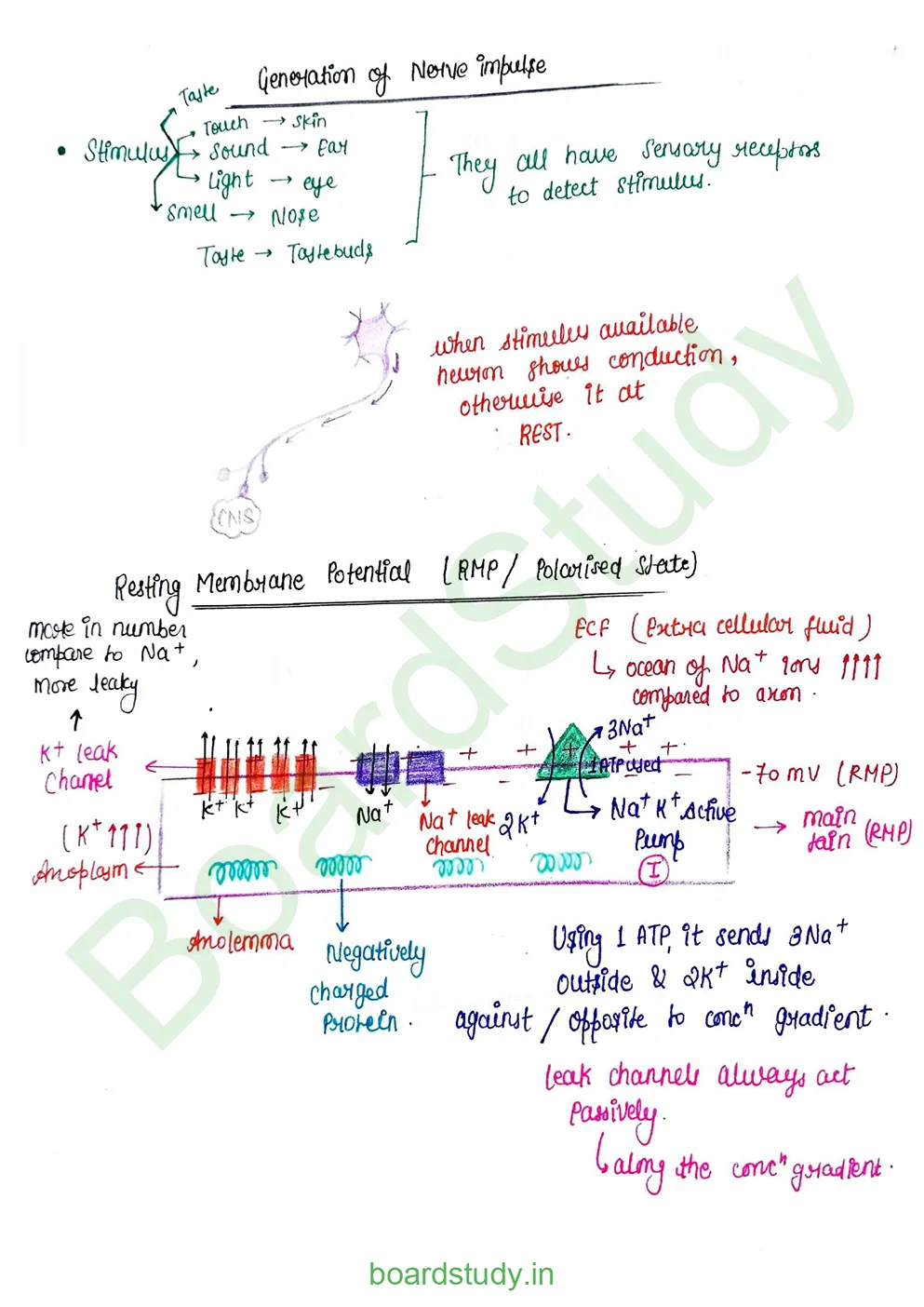 Neural Control and Coordination Notes_page-0006