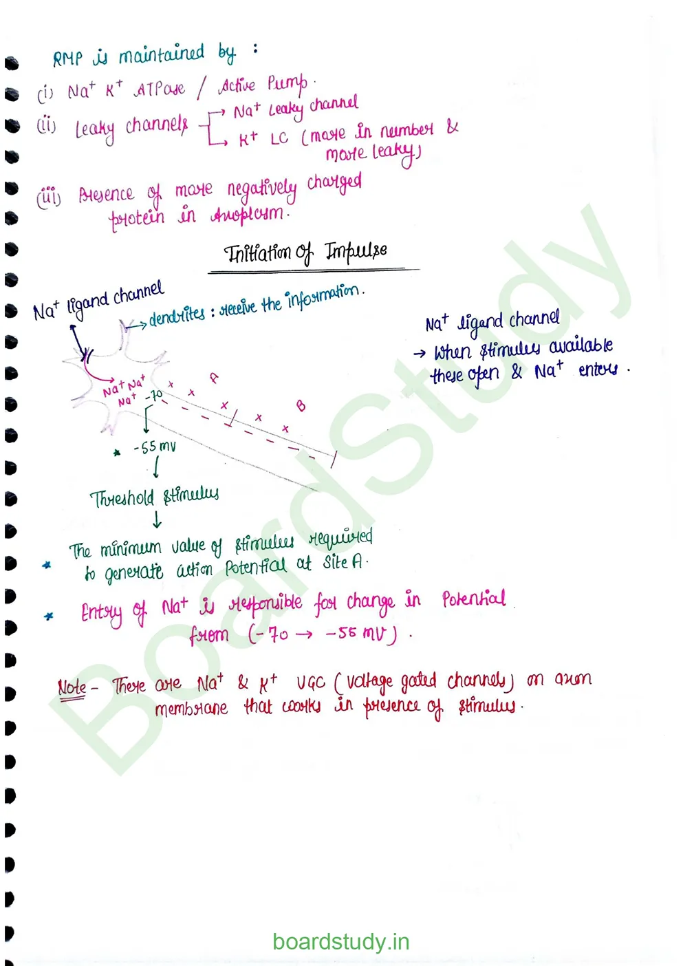 Neural Control and Coordination Notes_page-0007