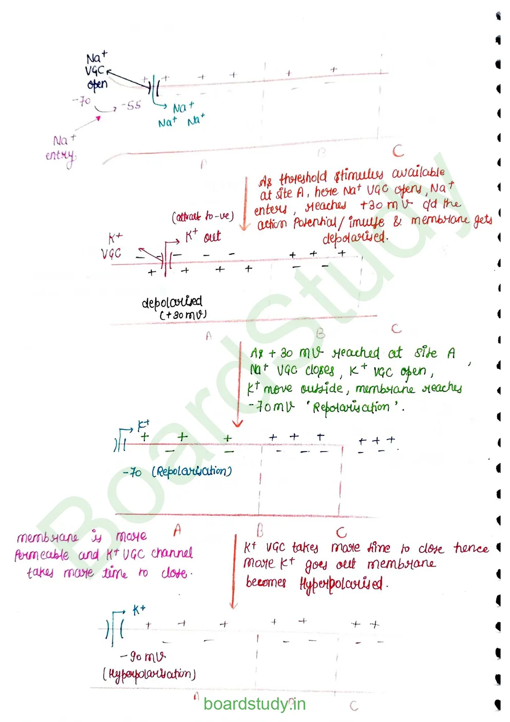 Neural Control and Coordination Notes_page-0008