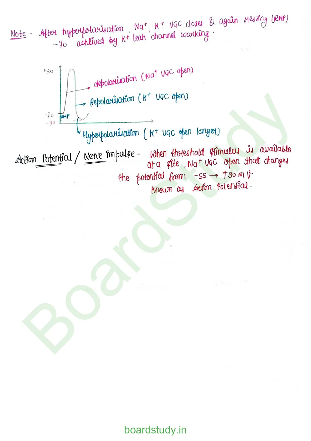 Neural Control and Coordination Notes_page-0009