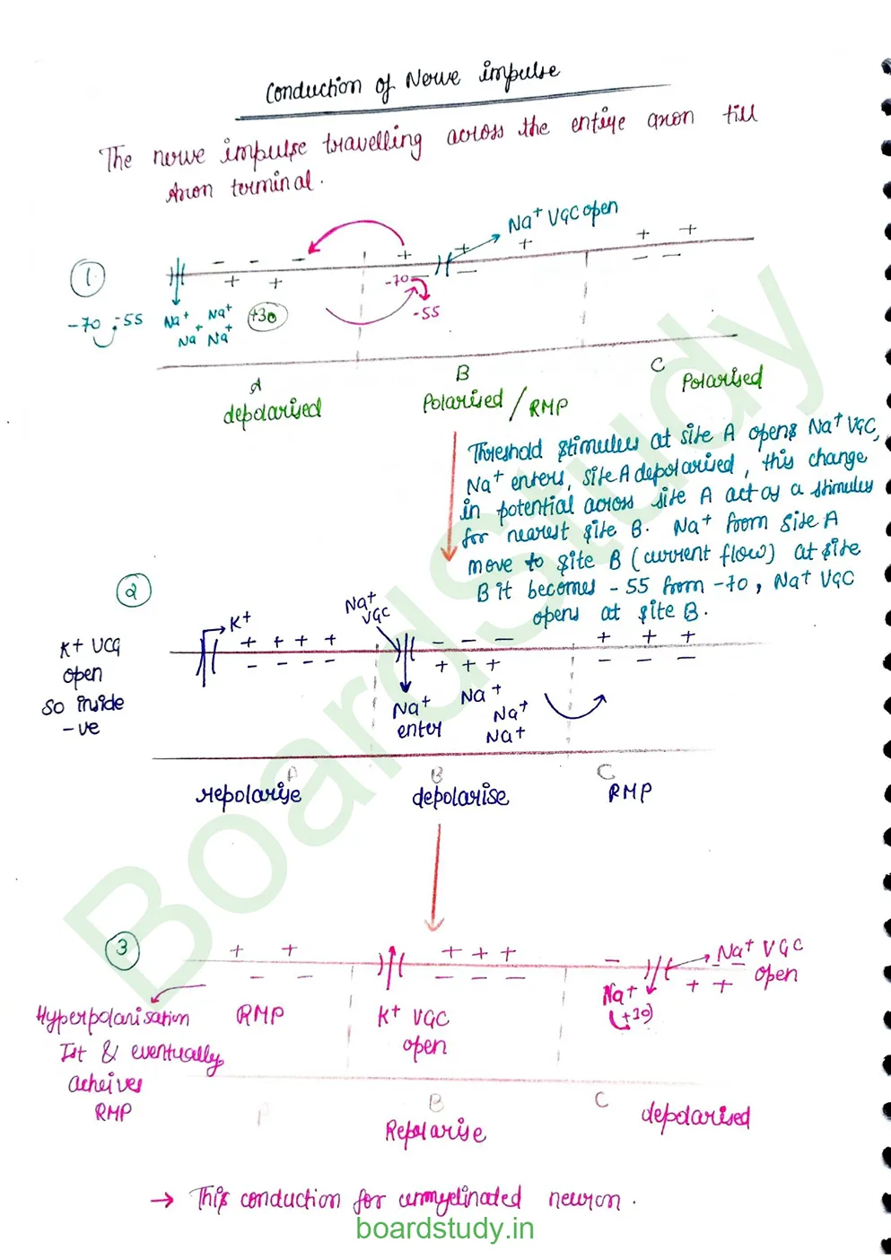 Neural Control and Coordination Notes_page-0010