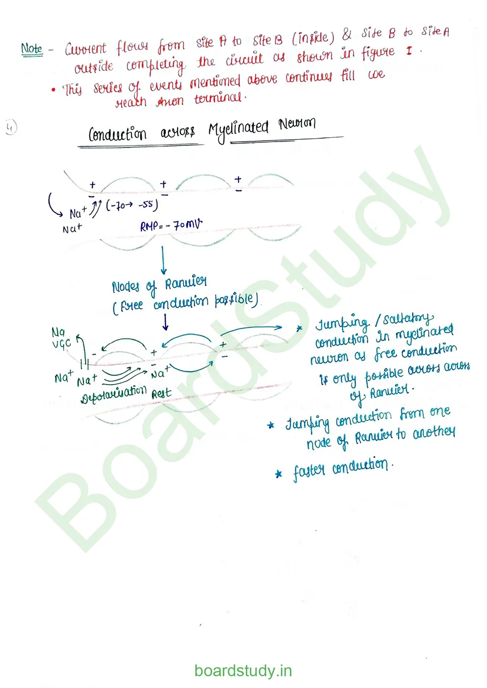 Neural Control and Coordination Notes_page-0011