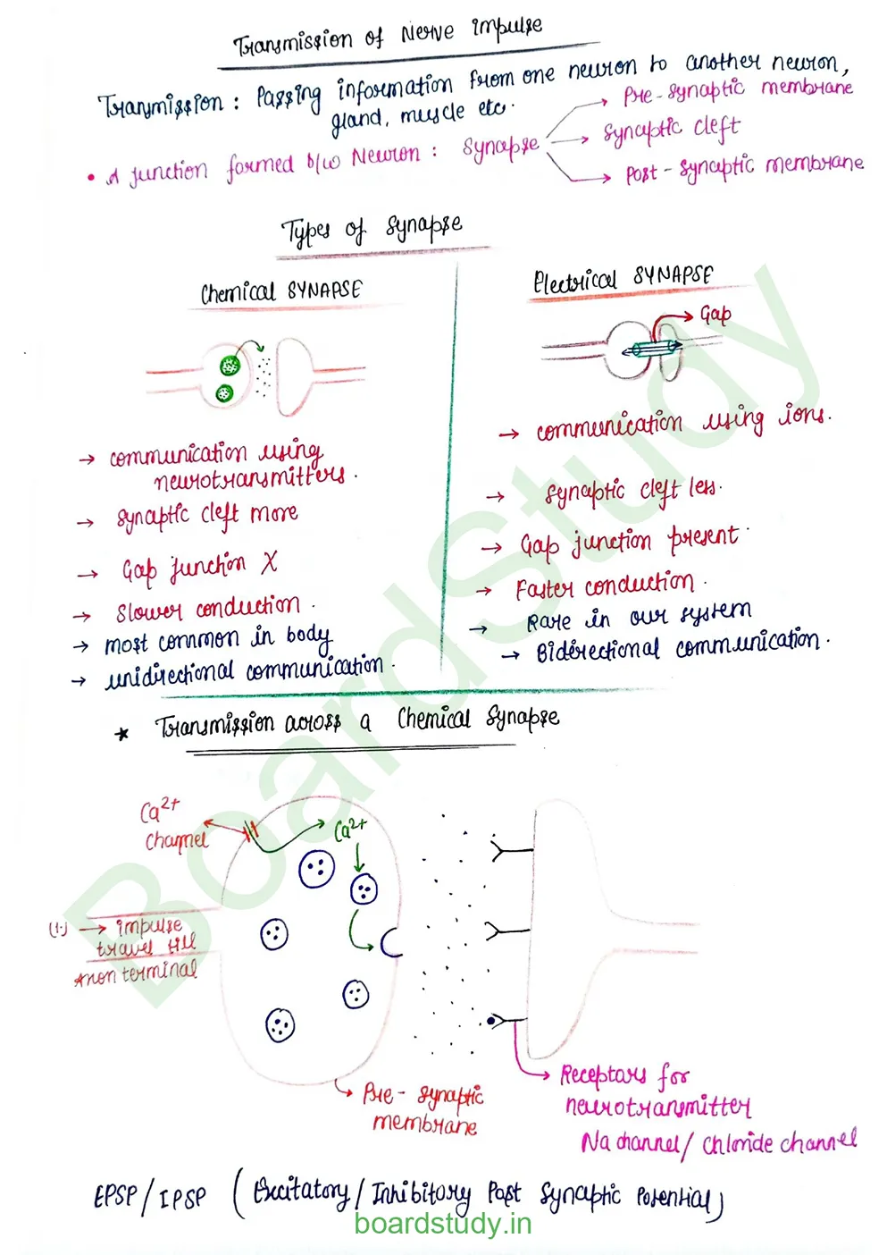 Neural Control and Coordination Notes_page-0012