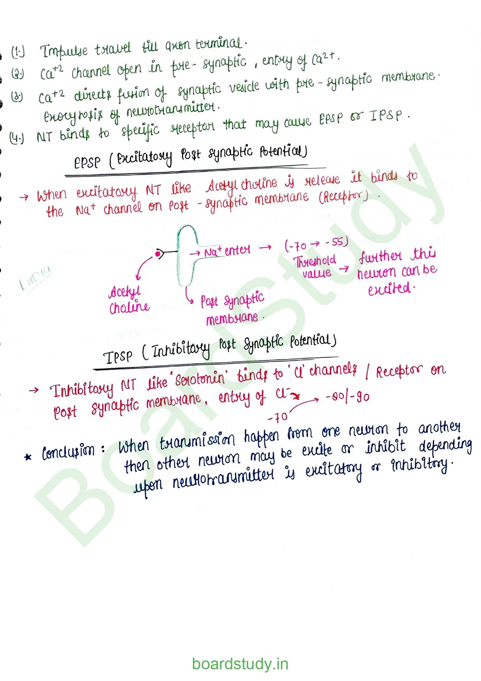 Neural Control and Coordination Notes_page-0013
