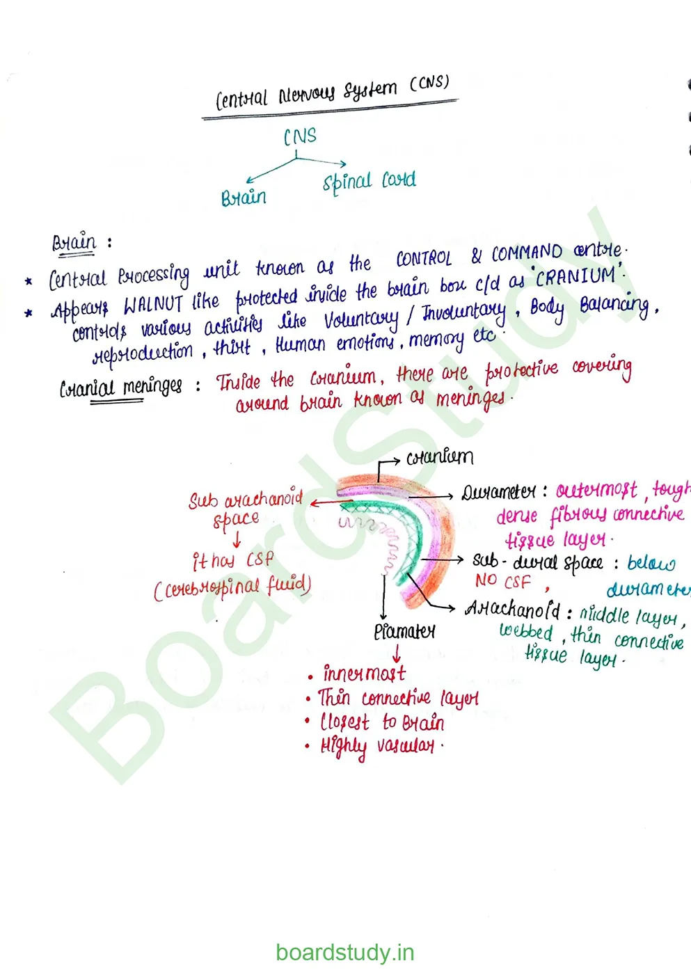 Neural Control and Coordination Notes_page-0014