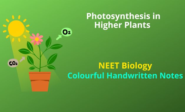 Photosynthesis-in-Higher-Plants-NEET-Biology-Notes