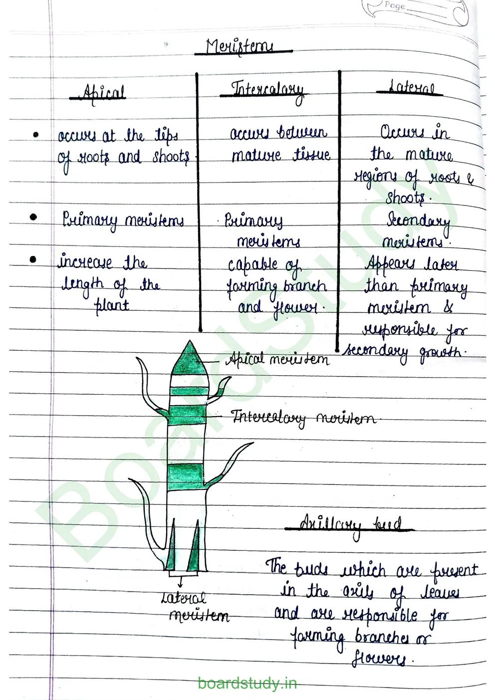 anatomy-of-flowering-plants-2
