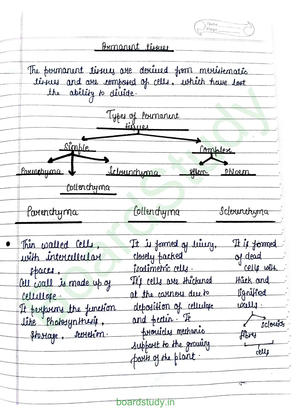 anatomy-of-flowering-plants-3