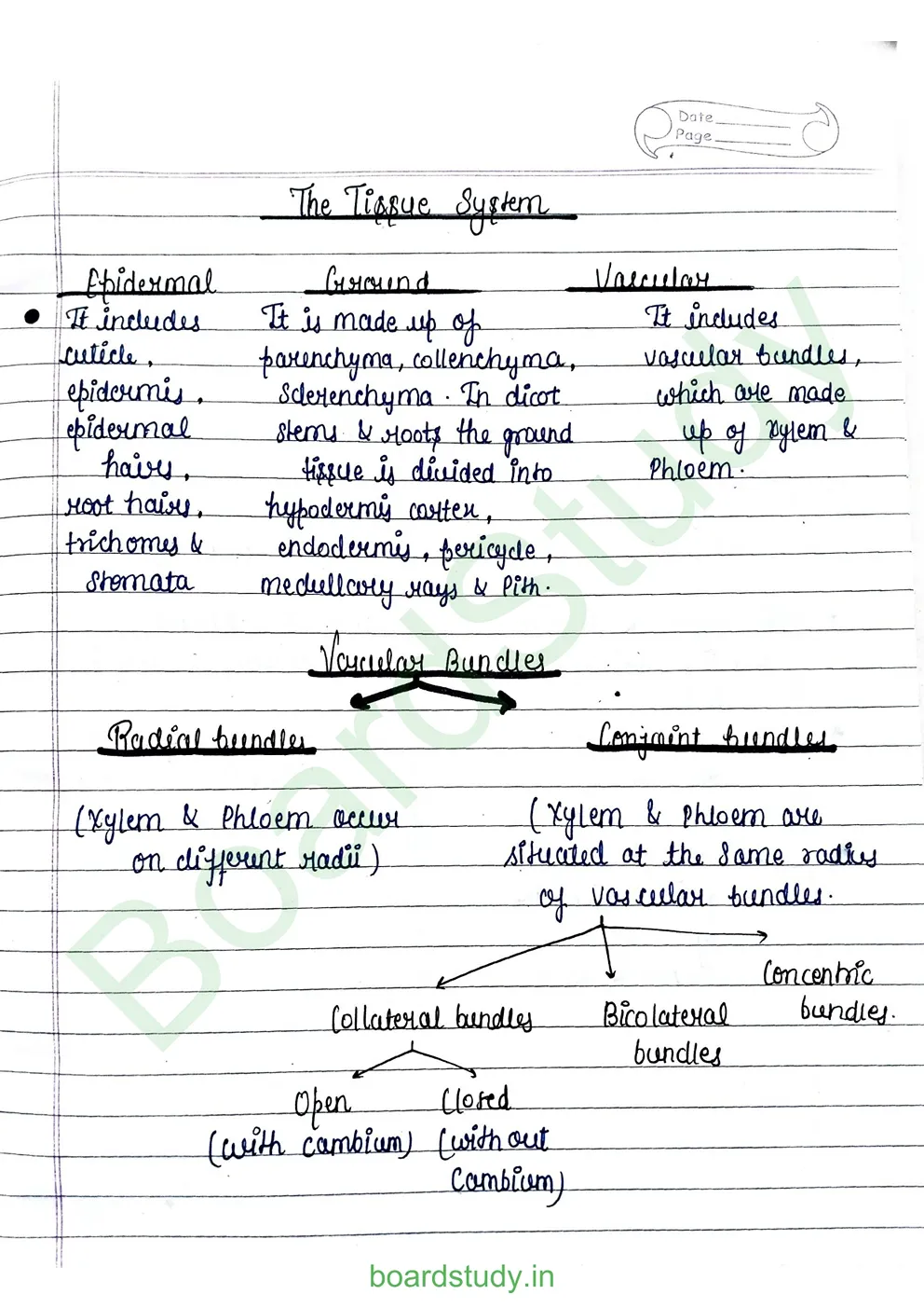 anatomy-of-flowering-plants-5