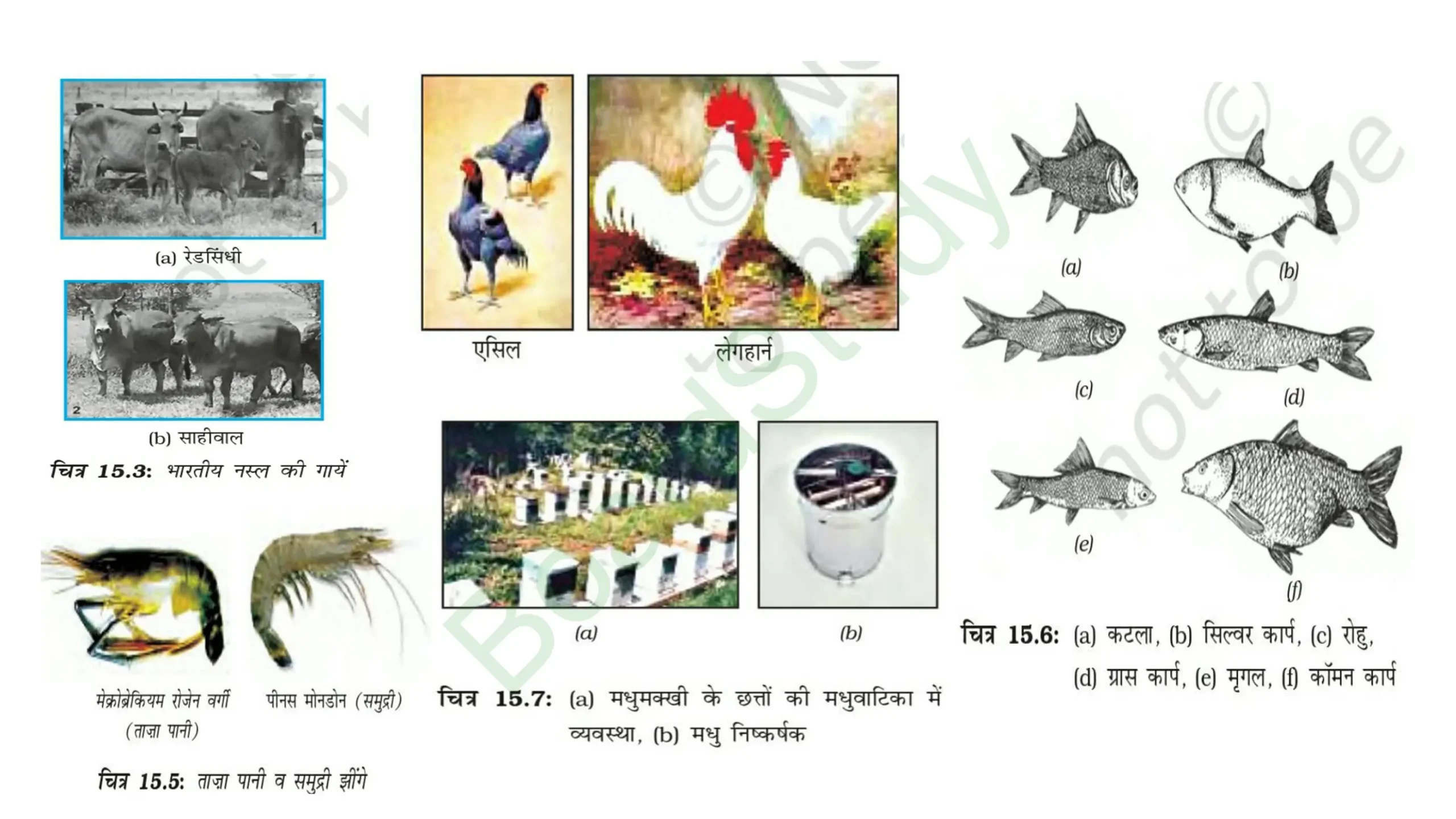 12. खाद्य संसाधनों में सुधार page 0023 scaled