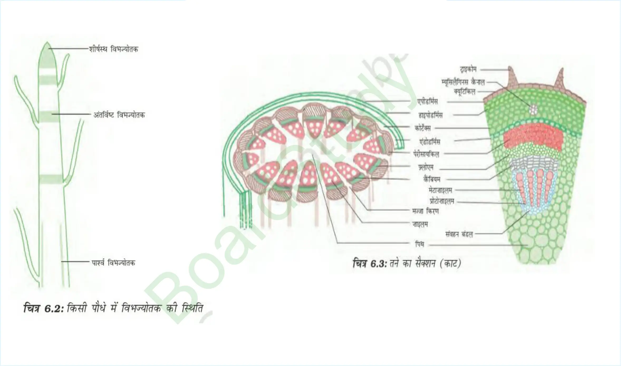 6. Tissues_page-0004