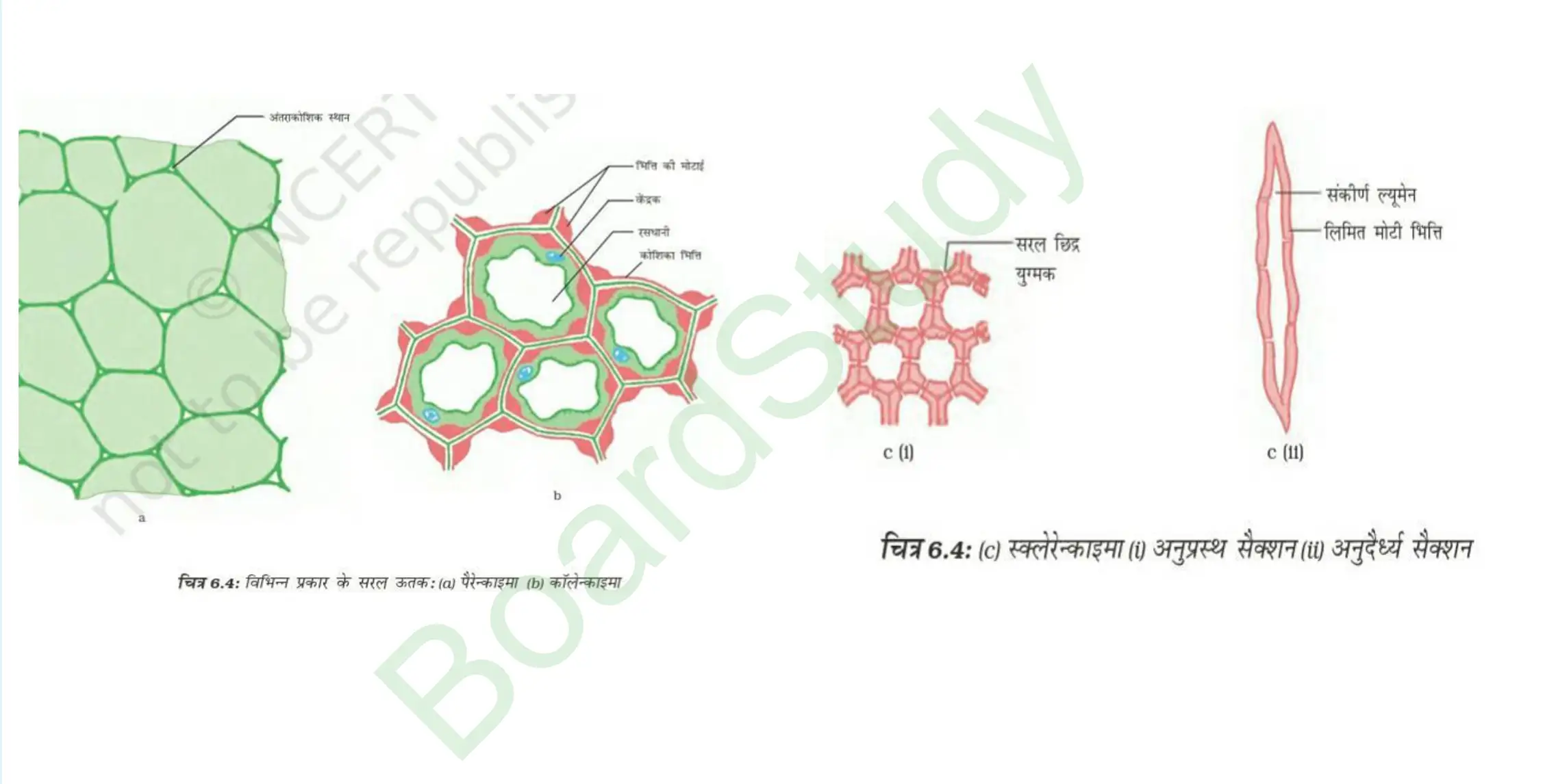 6. Tissues_page-0008
