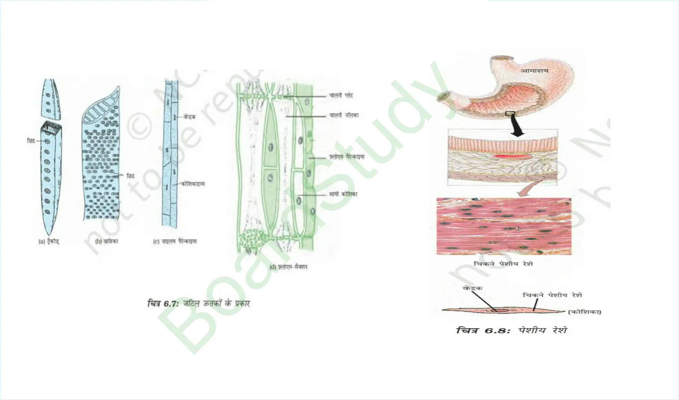 6. Tissues page 0014