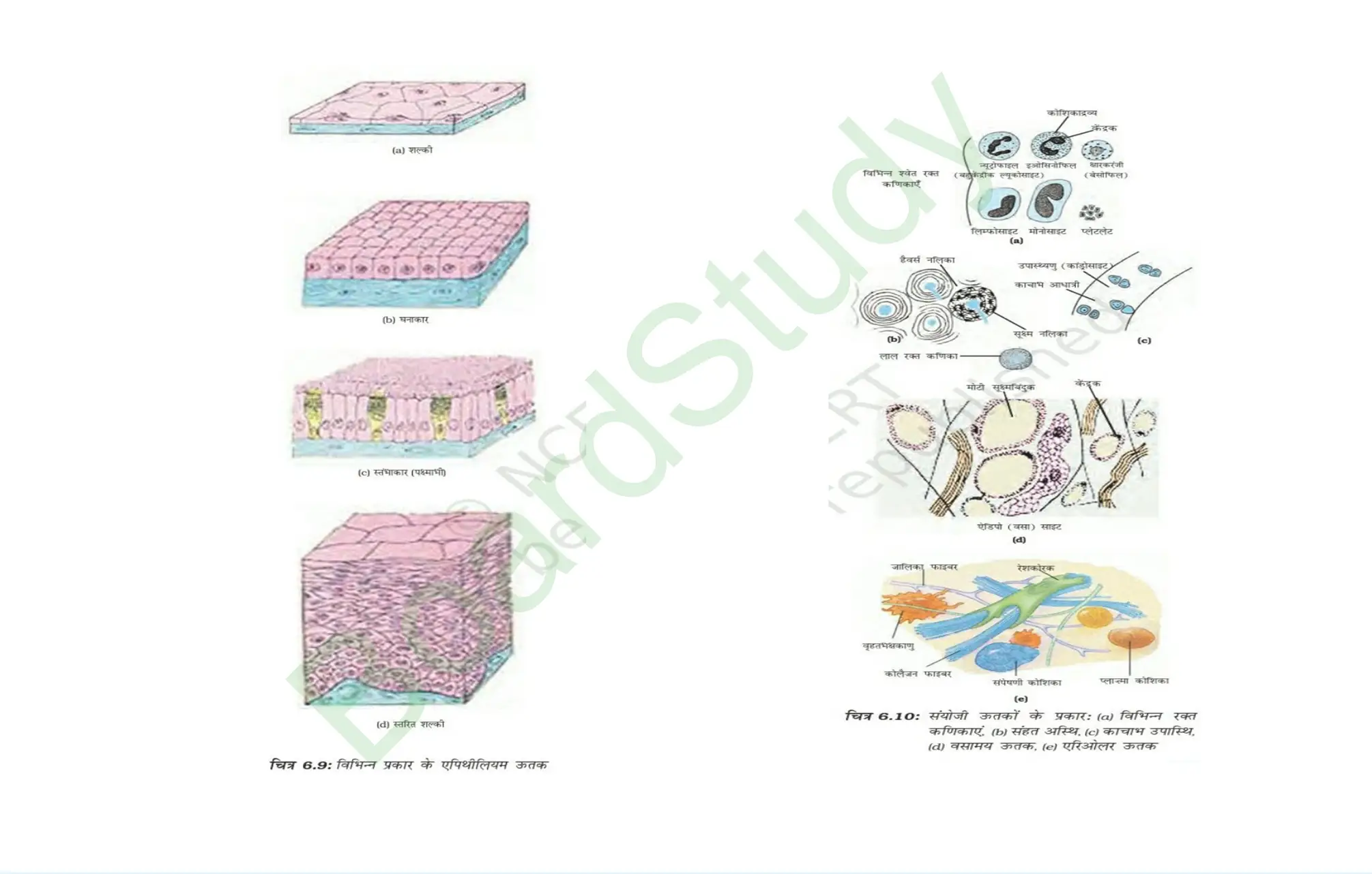 6. Tissues page 0018