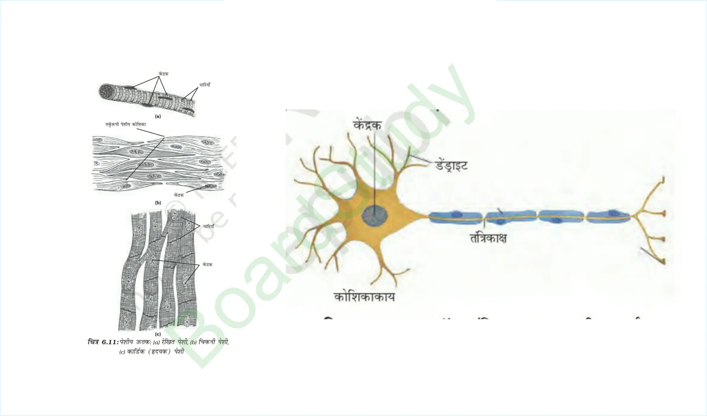 6. Tissues page 0025