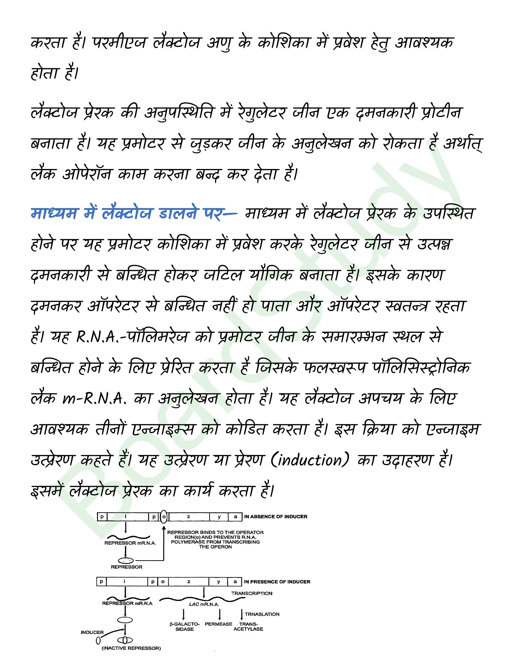 class 12 biology Molecular Basis of Inheritance solution in hindi page 0013