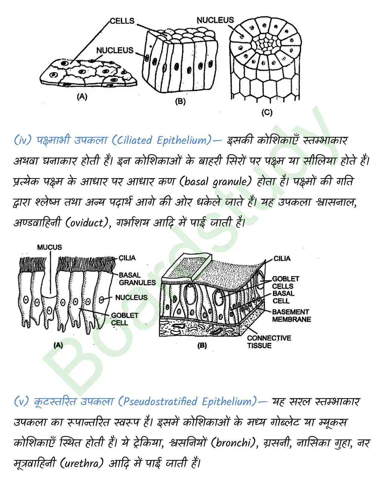 Biology Chapter 7. page 0012
