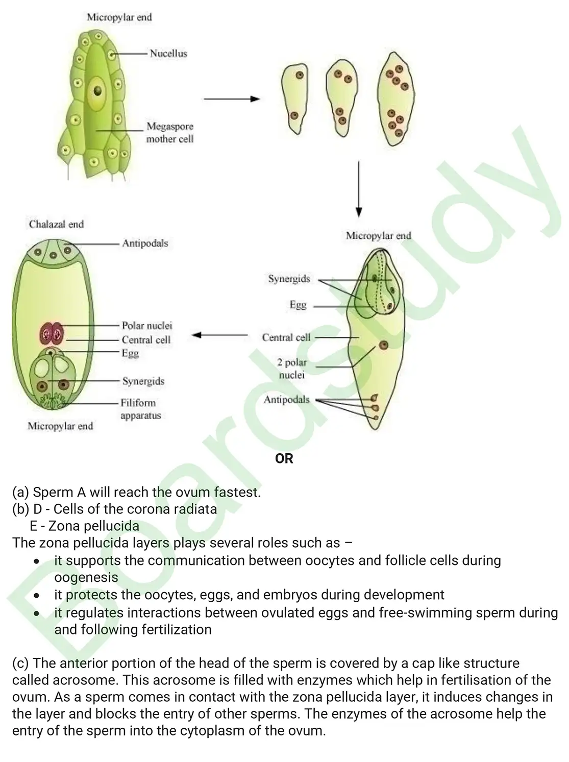 Biology PYQ 2019 Set 2. page 0016