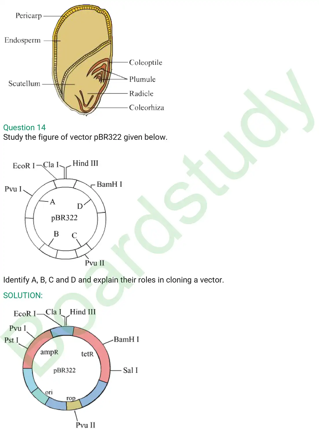 Biology PYQ 2019. . page 0007